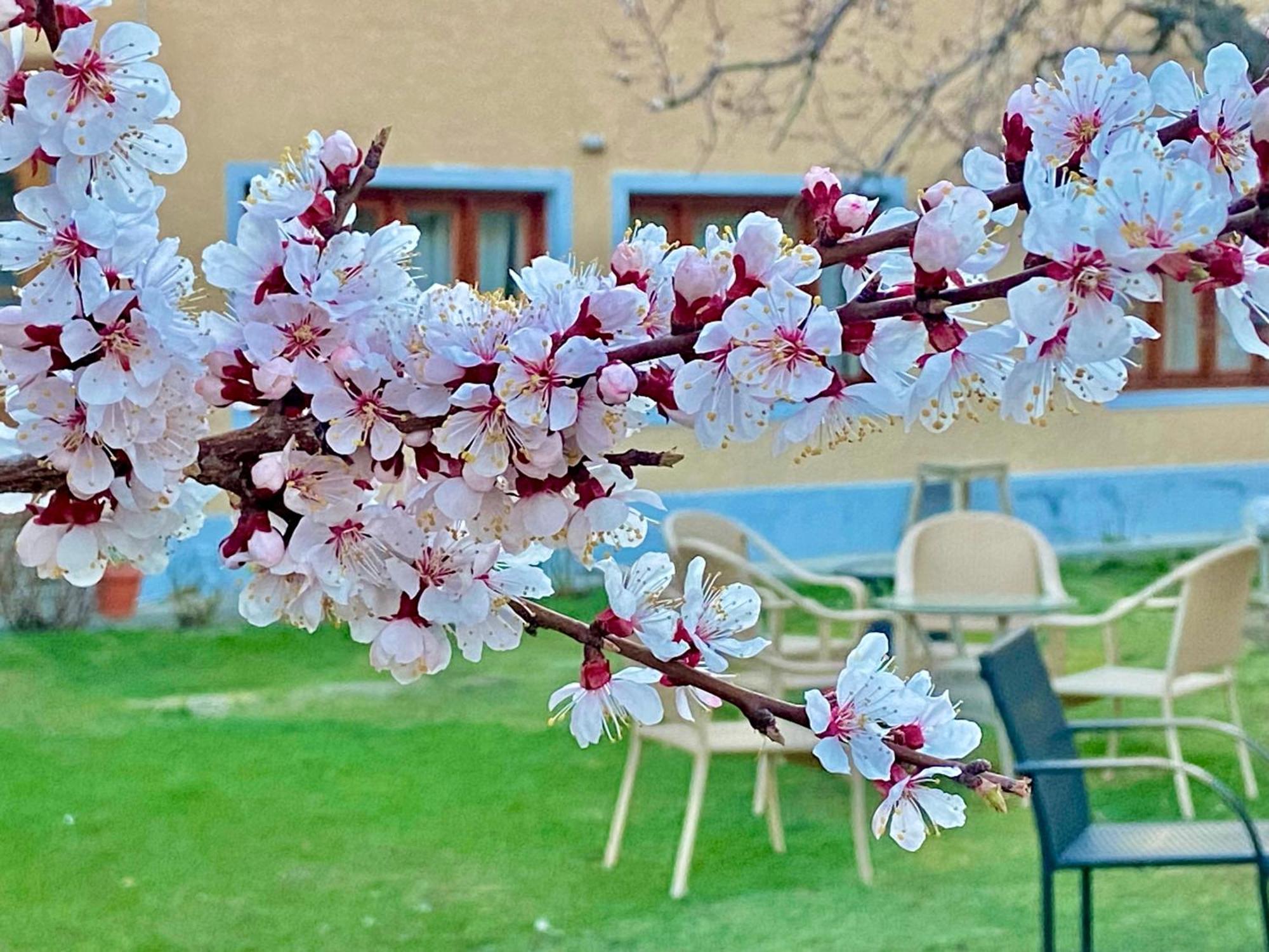 Hotel Palam Hills Лех Екстериор снимка